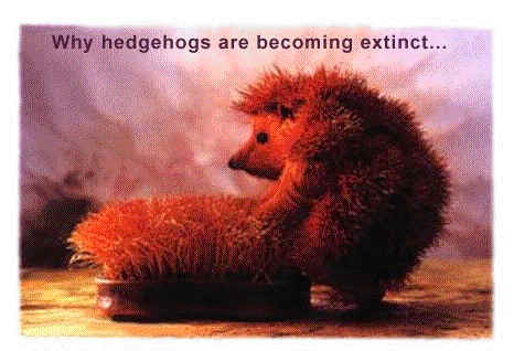 Hedgehogs.jpg